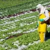 Senado discute Programa de Análise de Resíduos de Agrotóxicos