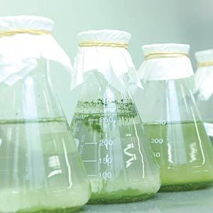 Novo regulamento para Biocidas entra em vigor