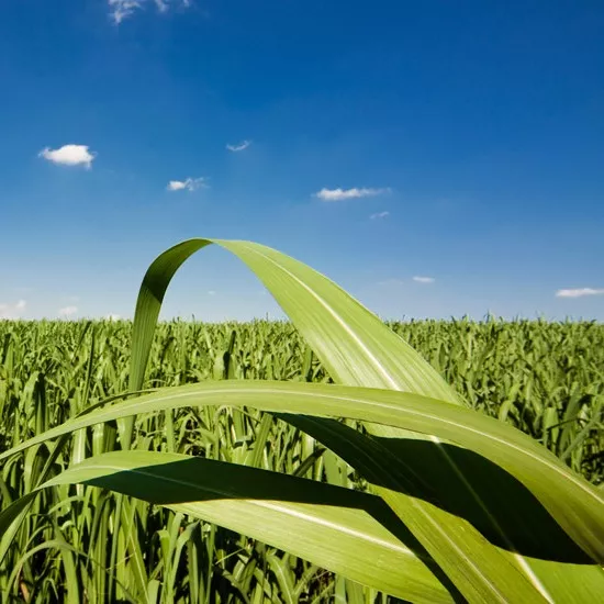 SustainAGRO