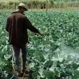 Agrotóxicos continuam em análise