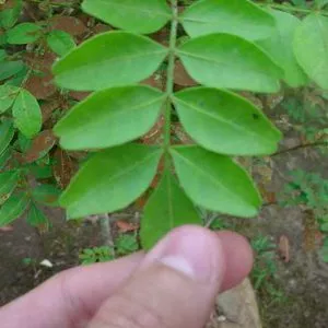 Relatório Anual da Boehringer Ingelheim apresenta projeto desenvolvido com o Grupo Centroflora