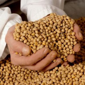 Extensão de patente de soja transgênica da Monsanto é negada pelo STJ