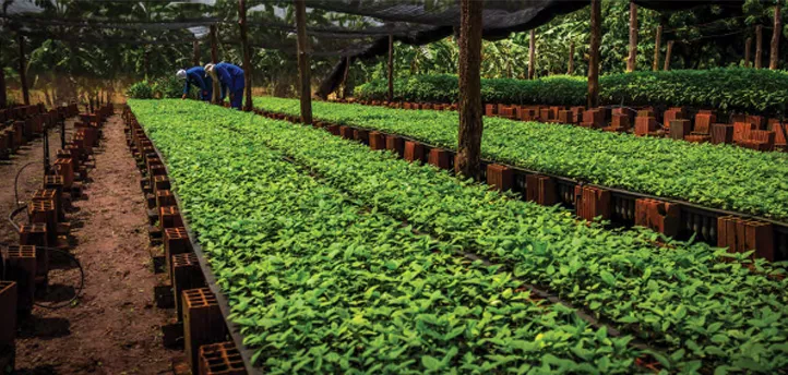 Novas patentes com molécula brasileira podem beneficiar milhares de famílias na cadeia de produção