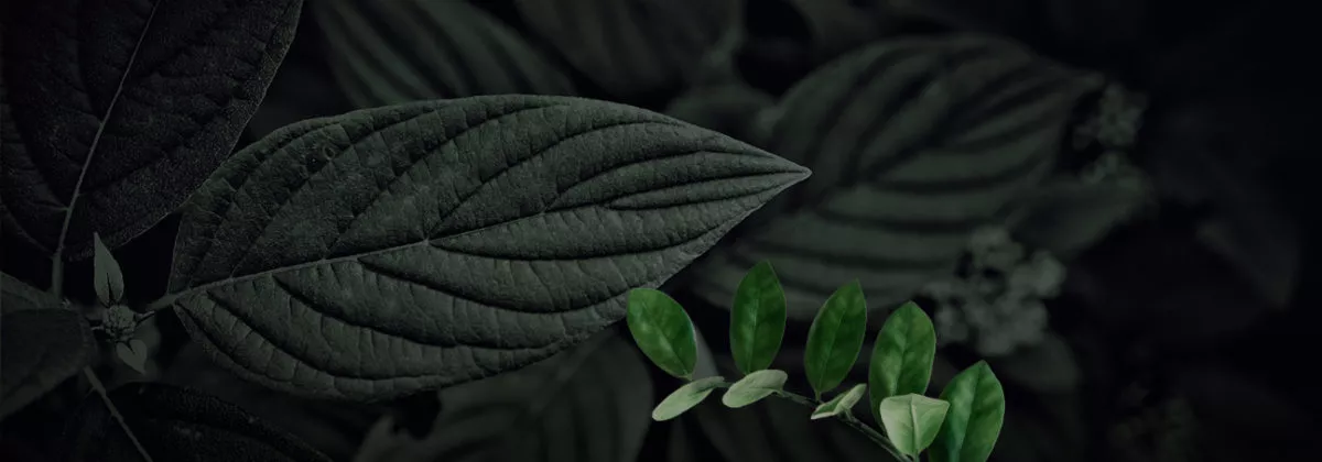 Webinar "Biodiversidade como estratégia para diminuição da dependência externa"