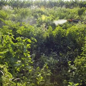 PF cumpre buscas em operação contra contrabando de agrotóxicos em Goiás