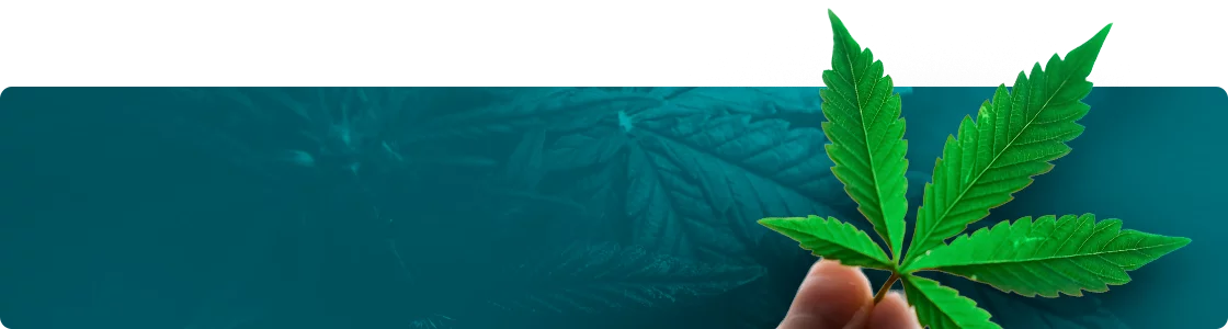 mpp cannabis