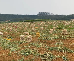 Prêmio José Daura: Na Comarca de Ituporanga, projeto "Campo limpo" promove prevenção ao uso de agrotóxicos ilegais na lavoura de cebola