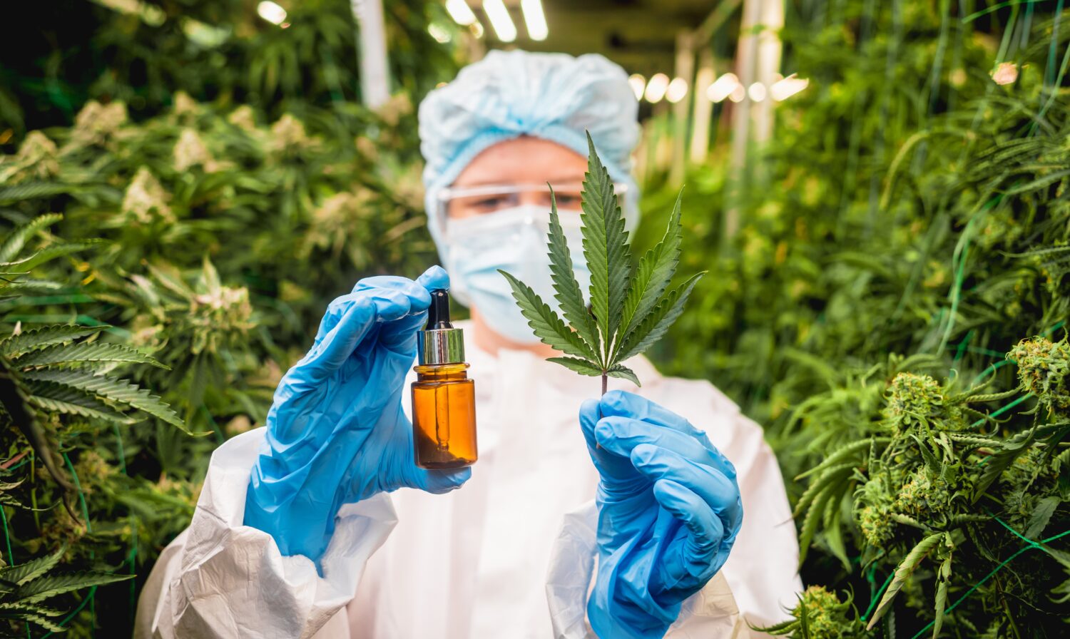Female,Researcher,Examine,Cannabis,Oil,In,A,Greenhouse.