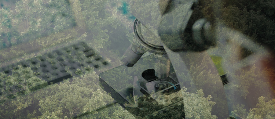 Entre avanços e entraves: o desafio de transformar biodiversidade em inovação no Brasil